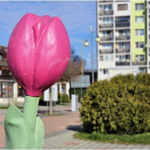 16centrum tulipan2
